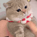 萌宠 猫咪 打你 呆萌 可爱