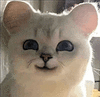萌宠 猫咪 开心 呆萌 可爱