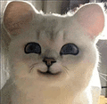 萌宠 猫咪 开心 呆萌 可爱
