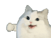萌宠 猫咪 打拳 呆萌 可爱