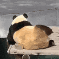 萌宠 熊猫 跳舞 呆萌 可爱