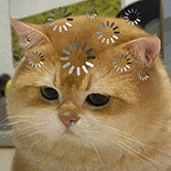 萌宠 猫咪 思考 呆萌 可爱