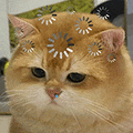 萌宠 猫咪 思考 呆萌 可爱