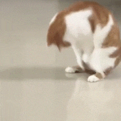 萌宠 猫咪 滚起来 呆萌 可爱