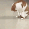萌宠 猫咪 滚起来 呆萌 可爱