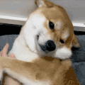 萌宠 狗狗 拍 呆萌 可爱