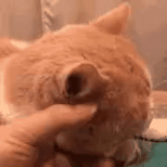 萌宠 猫咪 打你 呆萌 可爱