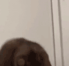 萌宠 猫咪 摔倒 呆萌 可爱