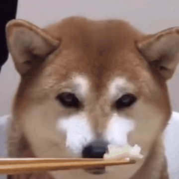 萌宠 狗狗 吃饭 呆萌 可爱