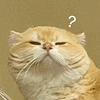 萌宠 猫咪 ？ 呆萌 可爱
