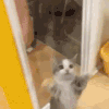 萌宠 猫咪 开心 呆萌 可爱