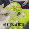 萌宠 菜狗 别打扰我睡觉 可怜 可爱 无奈