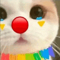 萌宠 猫咪 哭 呆萌 可爱
