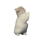 萌宠 猫咪 站着 呆萌 可爱