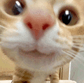 萌宠 猫咪 开心 呆萌 可爱