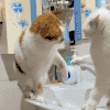 萌宠 猫咪 打 呆萌 可爱