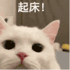 萌宠 猫咪 起床 呆萌 可爱