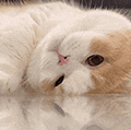萌宠 猫咪 盯 呆萌 可爱