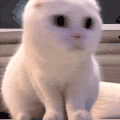 萌宠 猫咪 好奇 呆萌 可爱