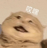 萌宠 猫咪 哎嘿 呆萌 可爱