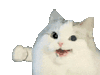 萌宠 猫咪 打 呆萌 可爱