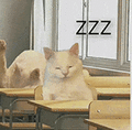 萌宠 猫咪 zzz 呆萌 可爱