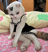 萌宠 猫咪 诱惑 呆萌 可爱