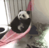 萌宠 猫咪 摇床 呆萌 可爱