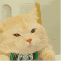 萌宠 猫咪 生气 呆萌 可爱