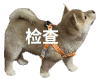 萌宠 狗狗 检查 呆萌 可爱