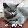 萌宠 猫咪 小手也冰凉 呆萌 可爱