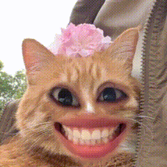 淑芬猫 猫咪 可爱 搞怪 抽象