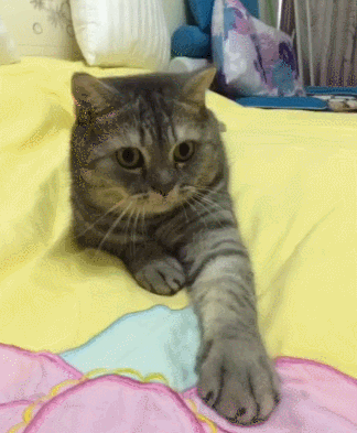 猫咪摇尾巴趴着床上gif动图