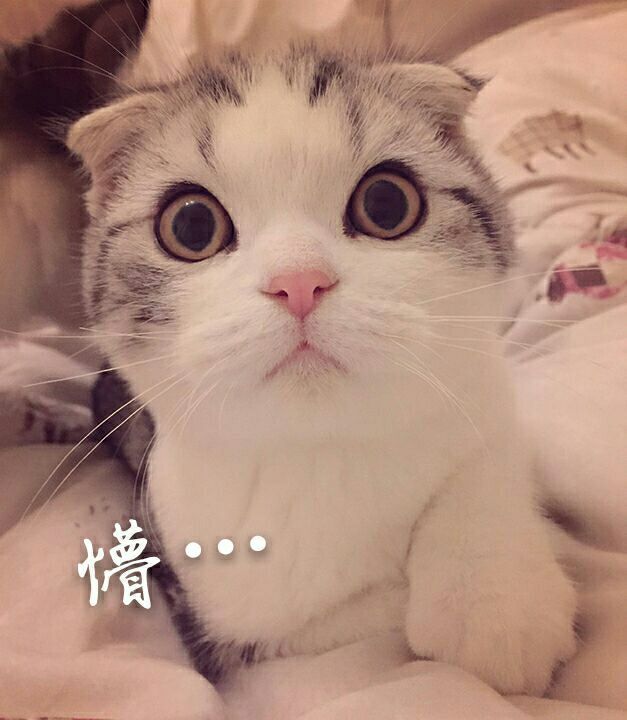 猫咪gif一脸懵逼gif可爱gif萌萌哒gif