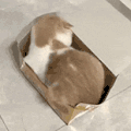 萌宠 猫咪 盒子 呆萌 可爱