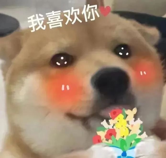 狗柴犬可爱我喜欢你表白gif动图