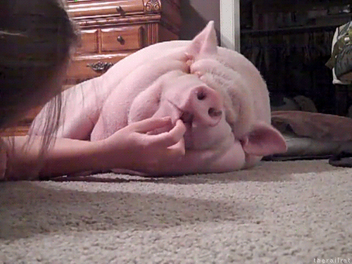 猪跳舞动态表情包图片