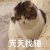 萌宠 猫咪 天天找锤 呆萌 可爱