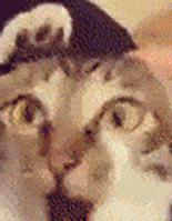 猫咪 可爱 沙雕 搞怪