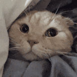 萌宠 猫咪 爱心 呆萌 可爱
