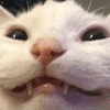 萌宠 猫咪 开心 呆萌 可爱