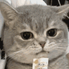 萌宠 猫咪 好吃 呆萌 可爱