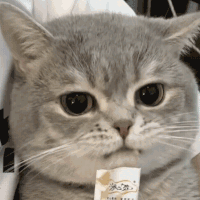 萌宠 猫咪 好吃 呆萌 可爱