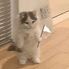 萌宠 猫咪 投降 呆萌 可爱