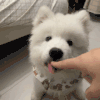 萌宠 狗狗 想吃 呆萌 可爱