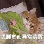 萌宠 猫咪 想睡觉却异常清醒 呆萌 可爱