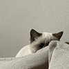 萌宠 猫咪 偷看 呆萌 可爱