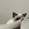 萌宠 猫咪 偷看 呆萌 可爱