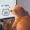 萌宠 猫咪 这个是你 呆萌 可爱