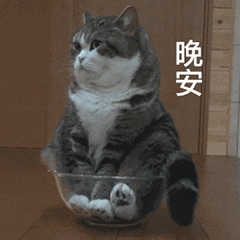 萌宠 猫咪 晚安 呆萌 可爱